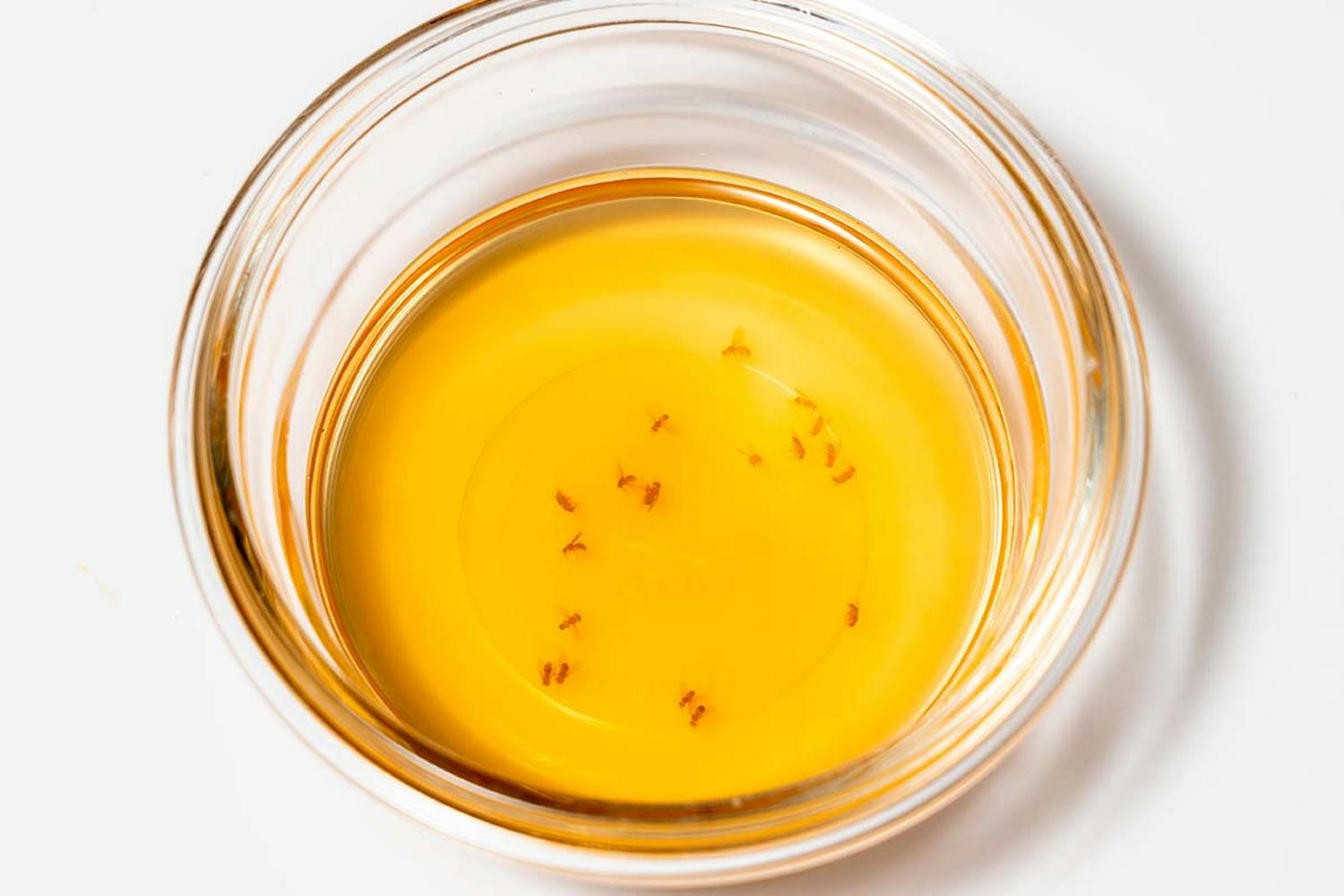 Bananfluefælde Sådan laver du din egen bananfluefælde